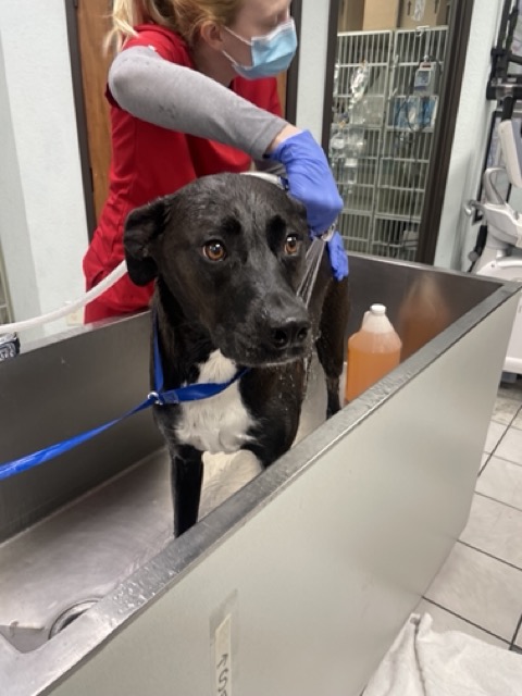 VCA Preston Park Animal Hospital