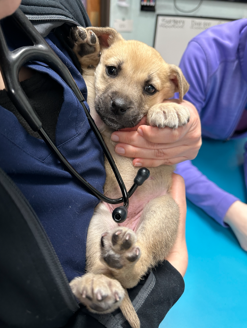 VCA Preston Park Animal Hospital