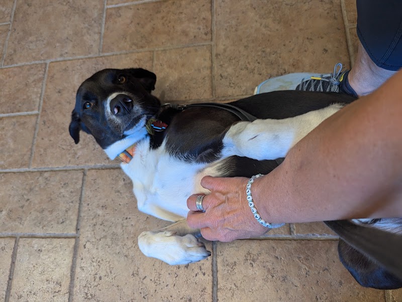 West Suburban Veterinary: Muehrcke Alison D DVM - Chicago
