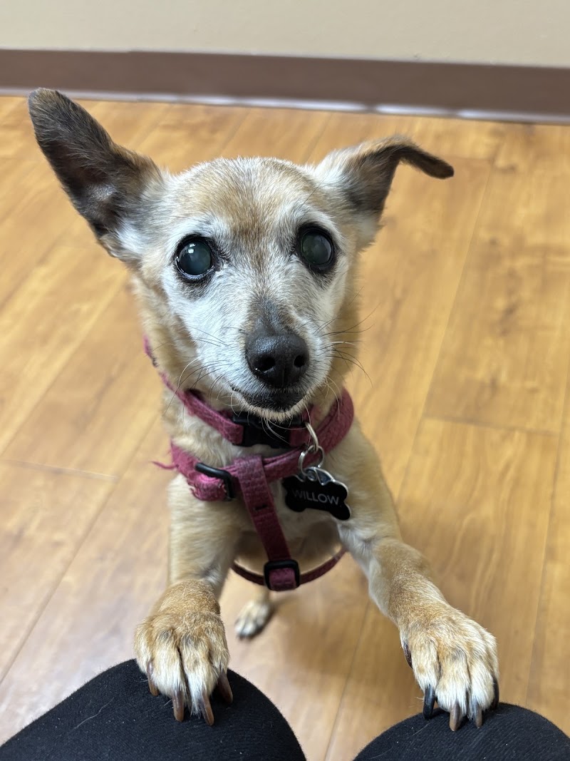 North Shore Animal Hospital