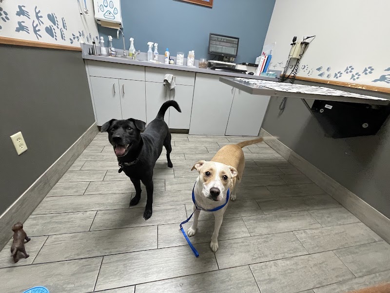All Paws Animal Hospital