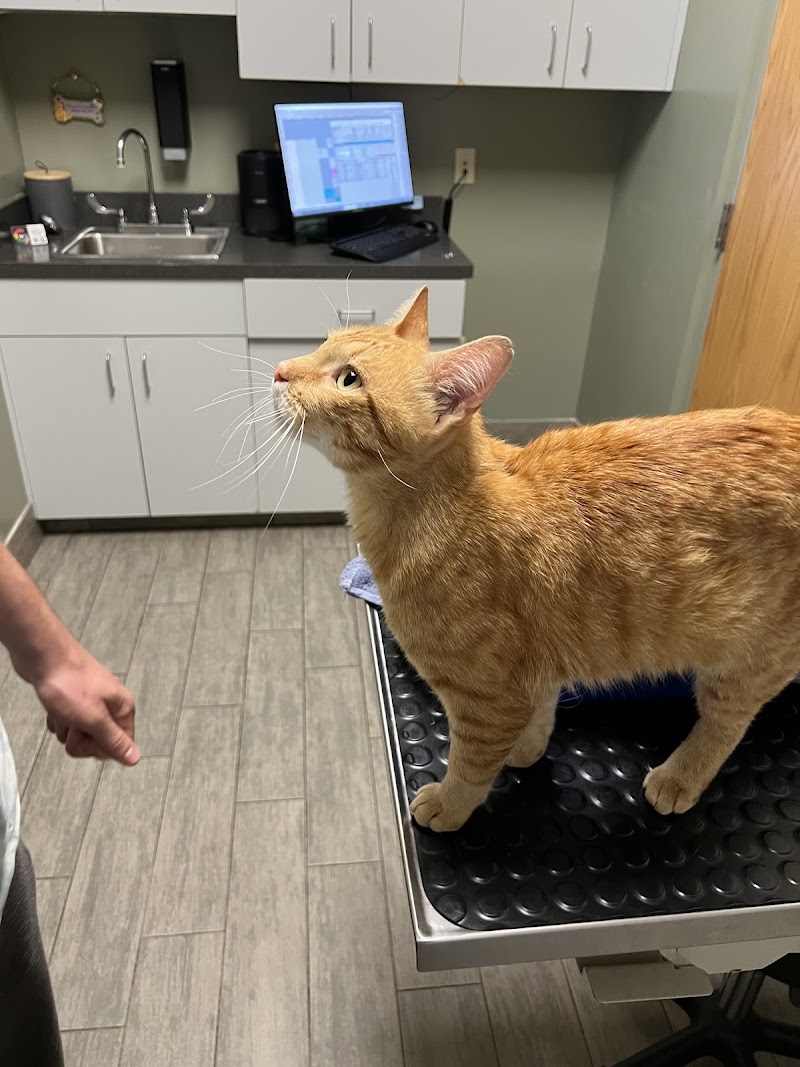 All Paws Animal Hospital