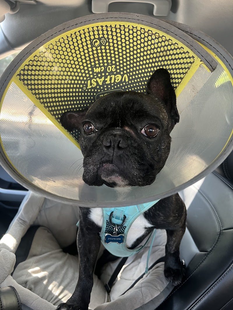 San Antonio Veterinary Specialists