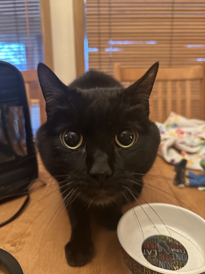 Grand Avenue Veterinary Center
