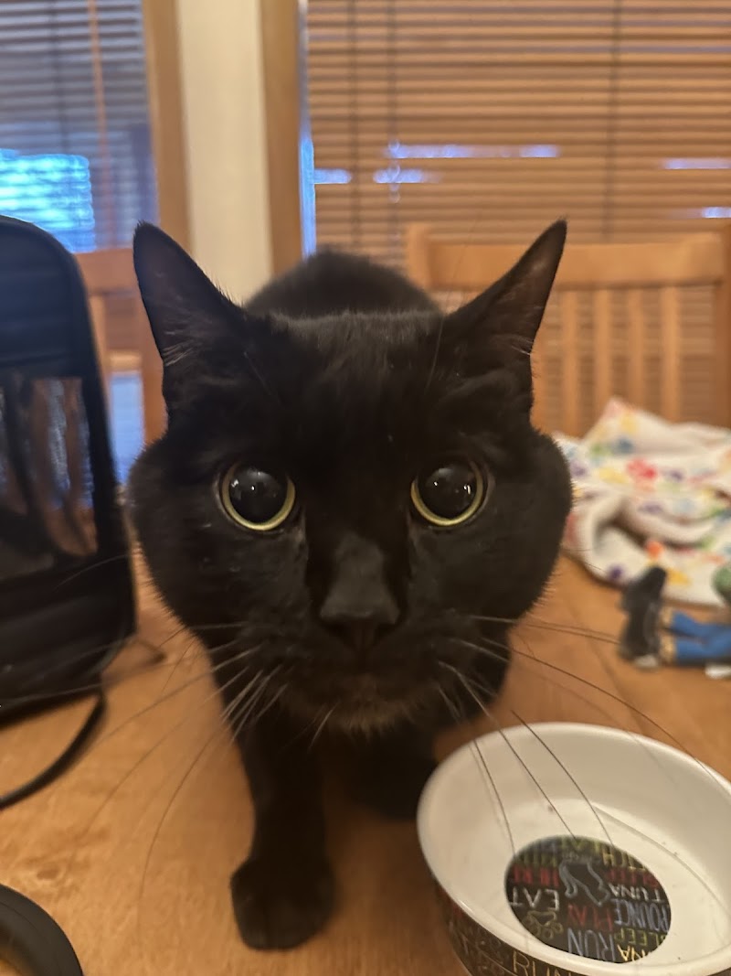 Grand Avenue Veterinary Center