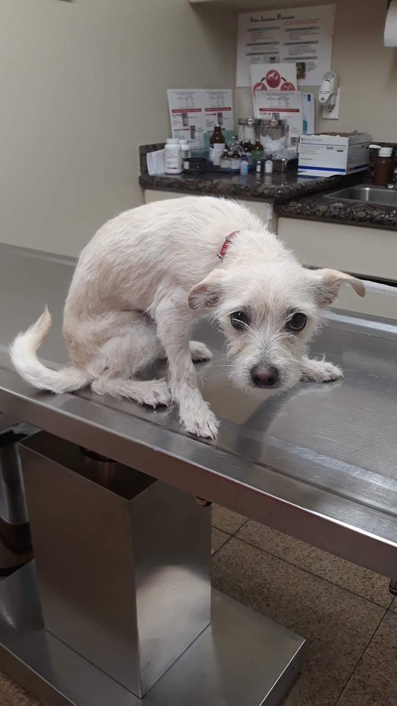 North Figueroa Animal Hospital