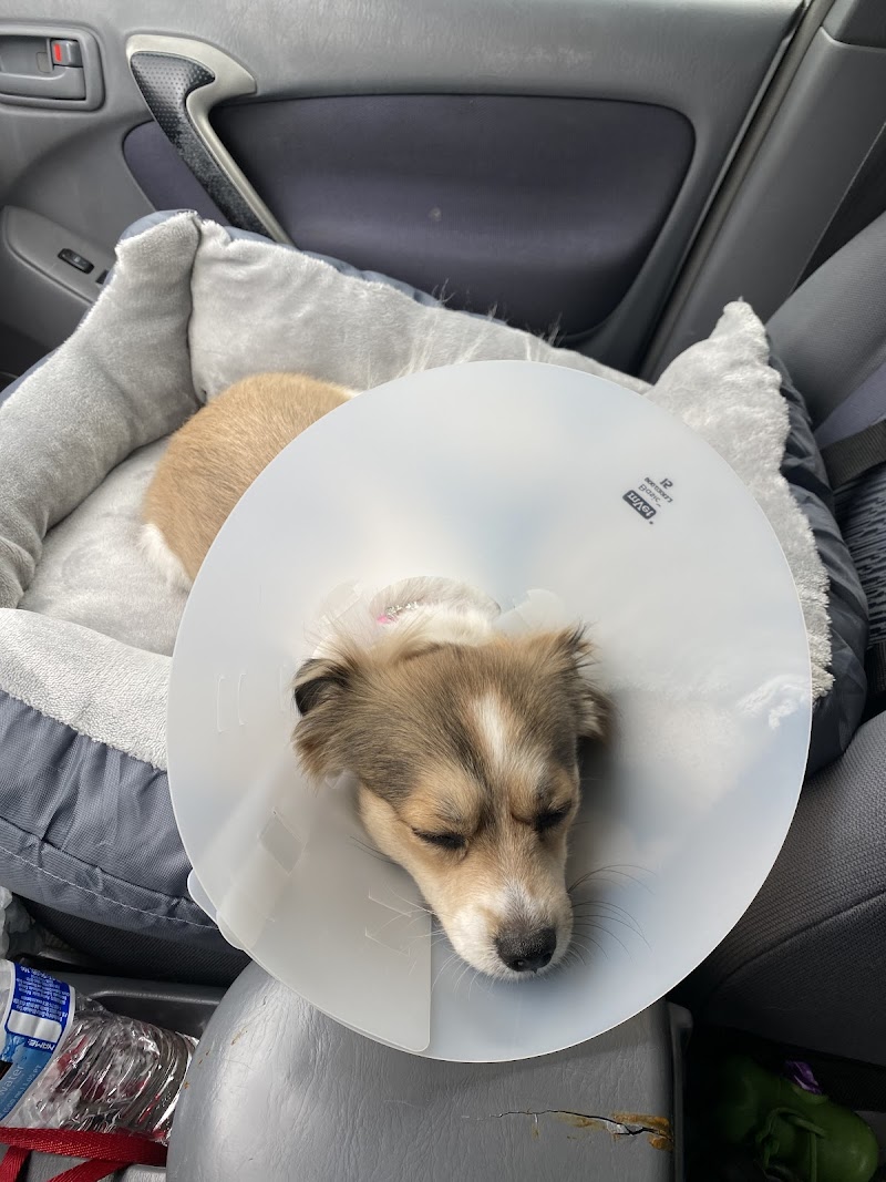 North Figueroa Animal Hospital