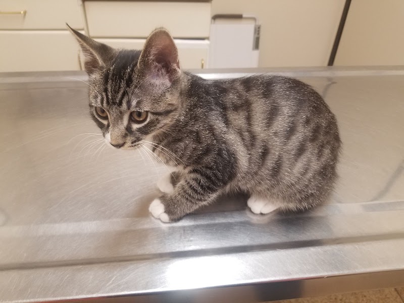 North Figueroa Animal Hospital