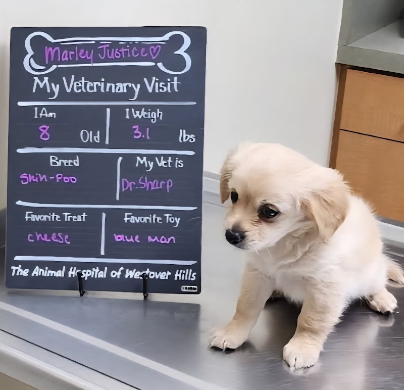 Animal Hospital of Westover Hills