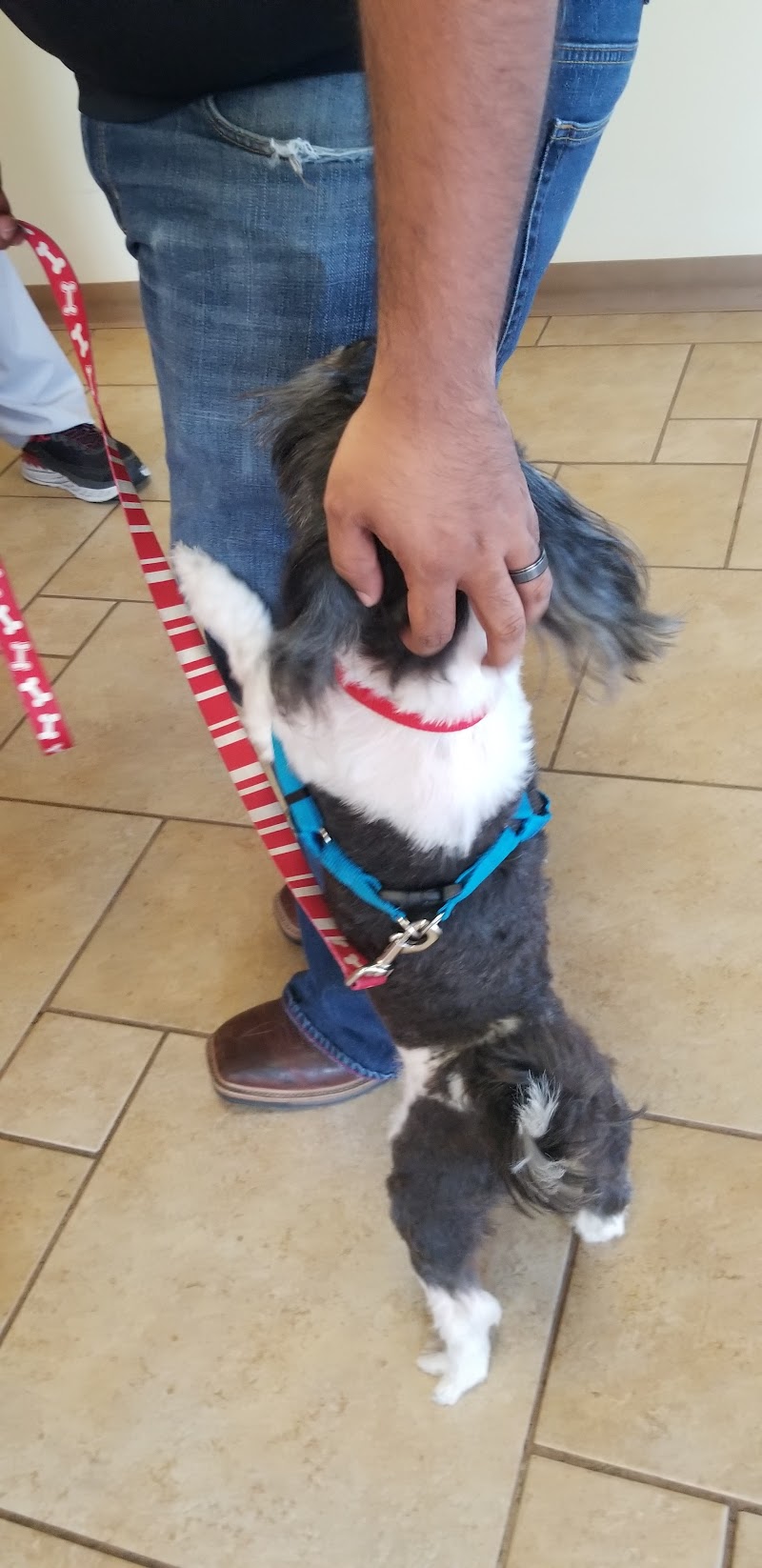 Animal Hospital of Westover Hills