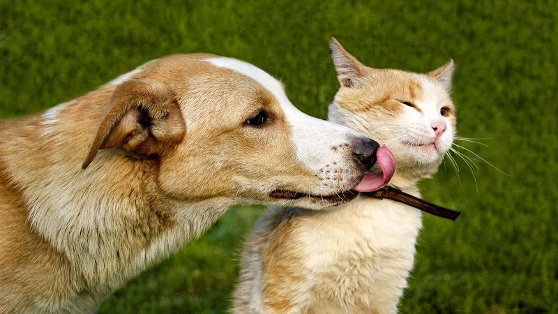 Heritage Animal Hospital of Plymouth & Maple Grove