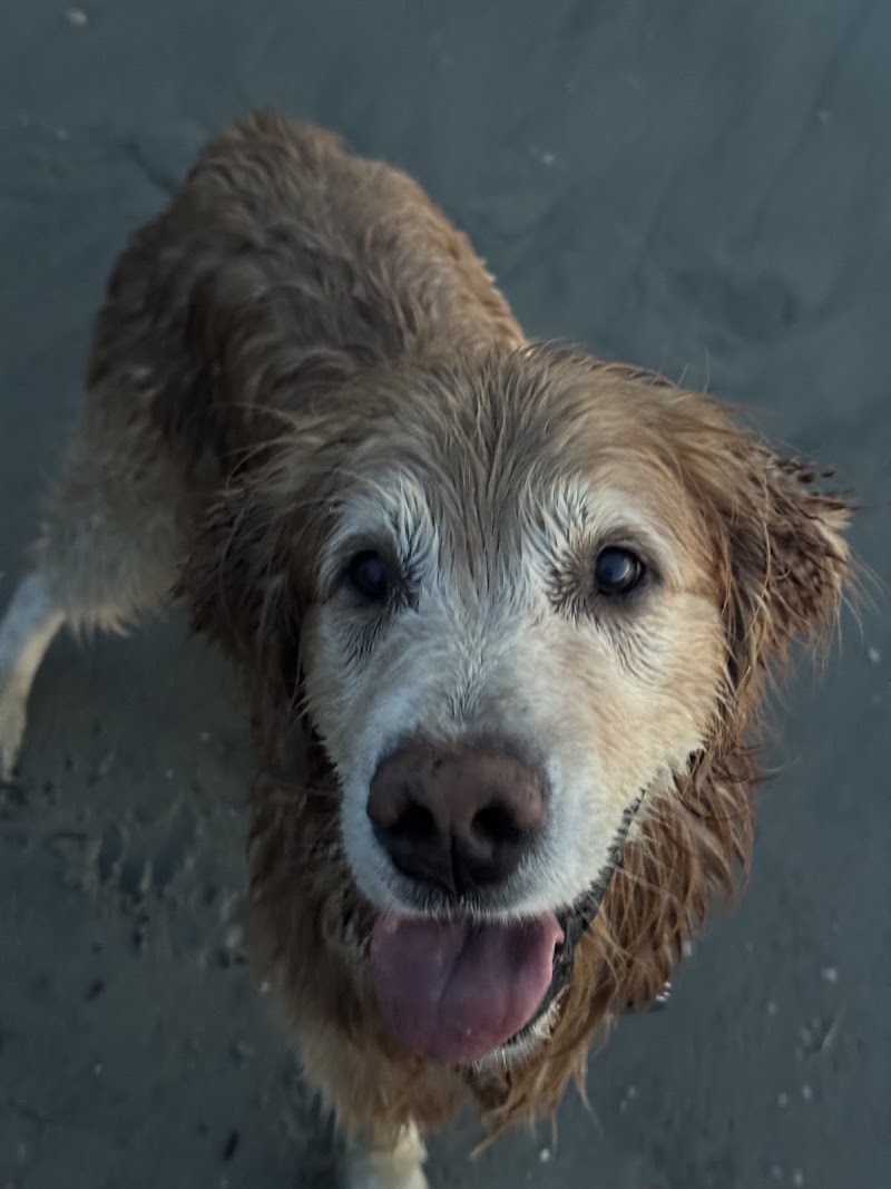 Veterinary Cancer Group SB, A Thrive Pet Healthcare Partner