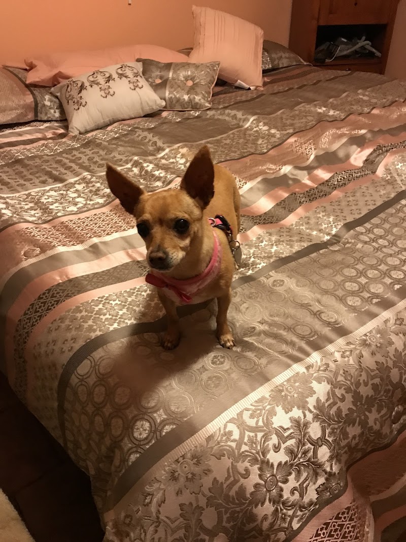 Pet Urgent Care