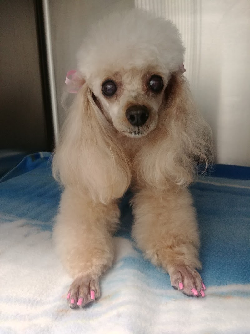 North Tollway Pet Hospital