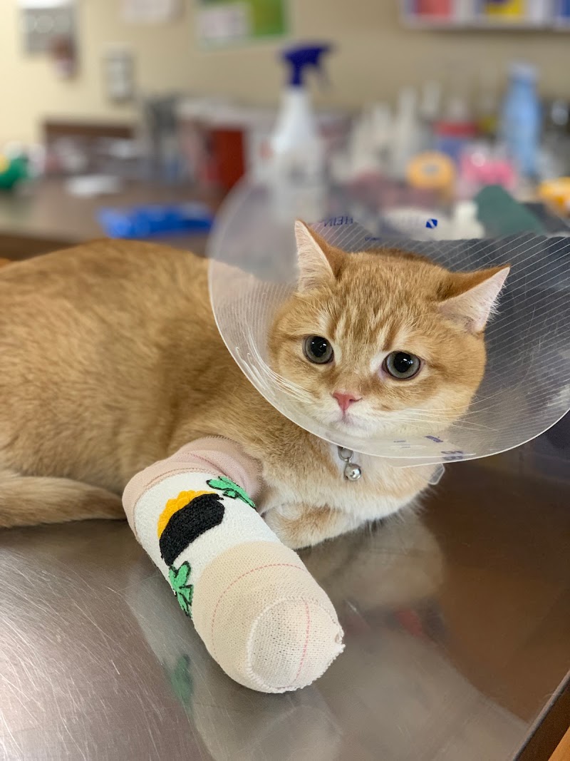 Boston Animal Hospital