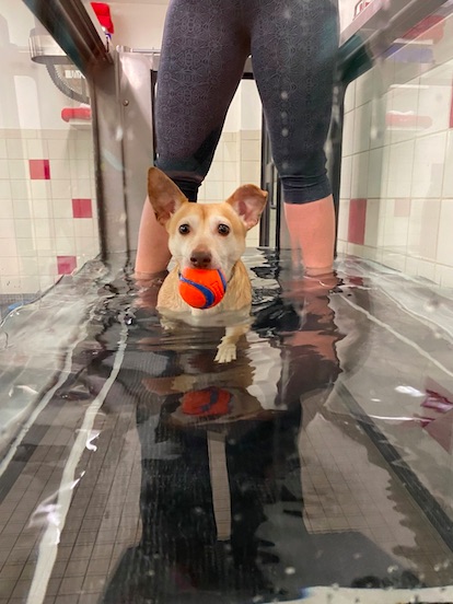 Boston Animal Hospital
