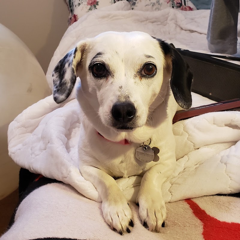 Veterinary Cancer Group of San Fernando Valley