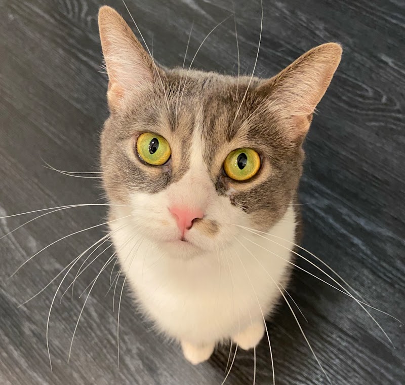 ACCESS Specialty Animal Hospitals - San Fernando Valley