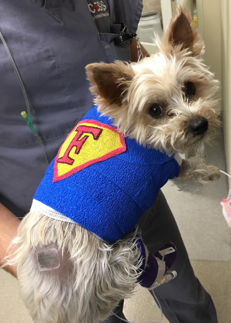 ACCESS Specialty Animal Hospitals - San Fernando Valley