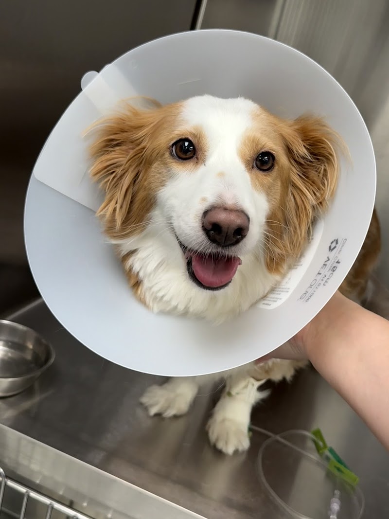 ACCESS Specialty Animal Hospitals - San Fernando Valley