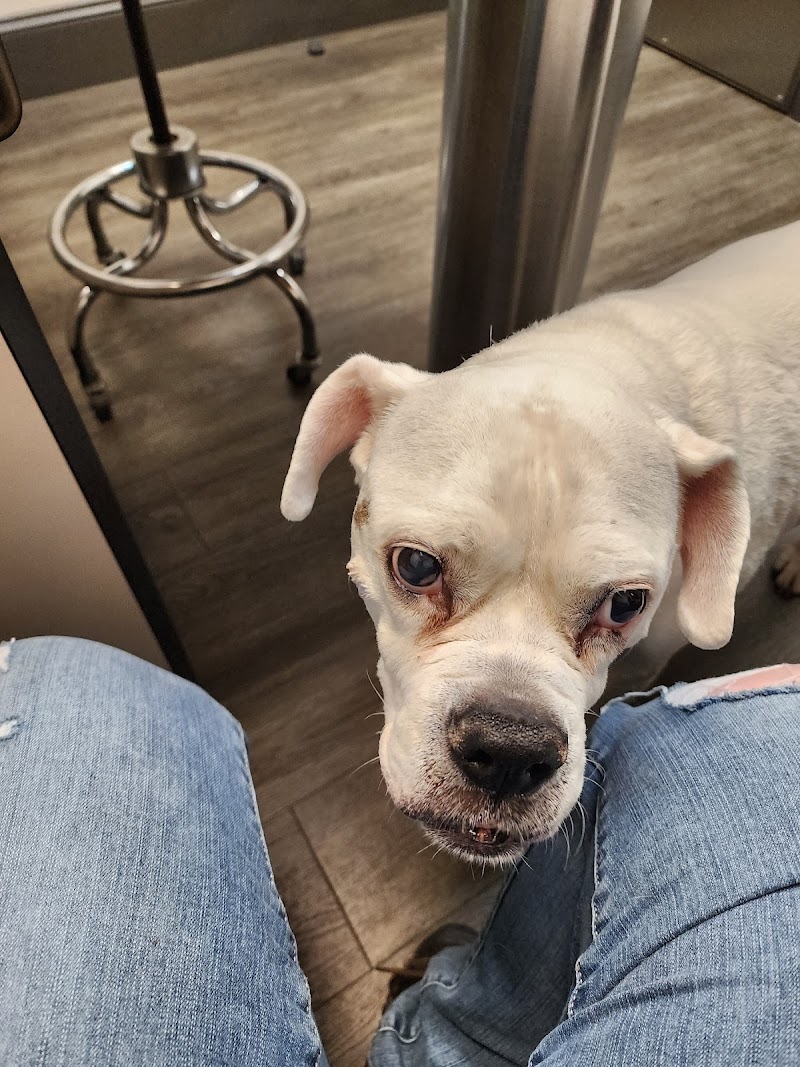 Cascade Veterinary Clinics: Wenatchee