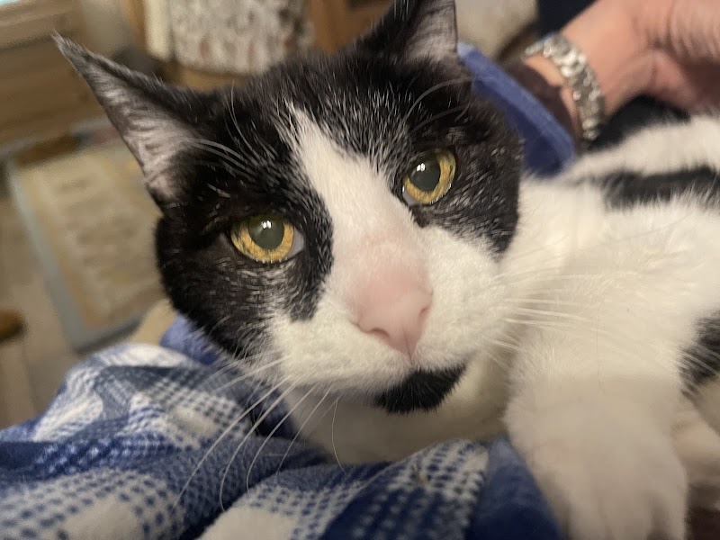 Cascade Veterinary Clinics: Wenatchee - Wenatchee