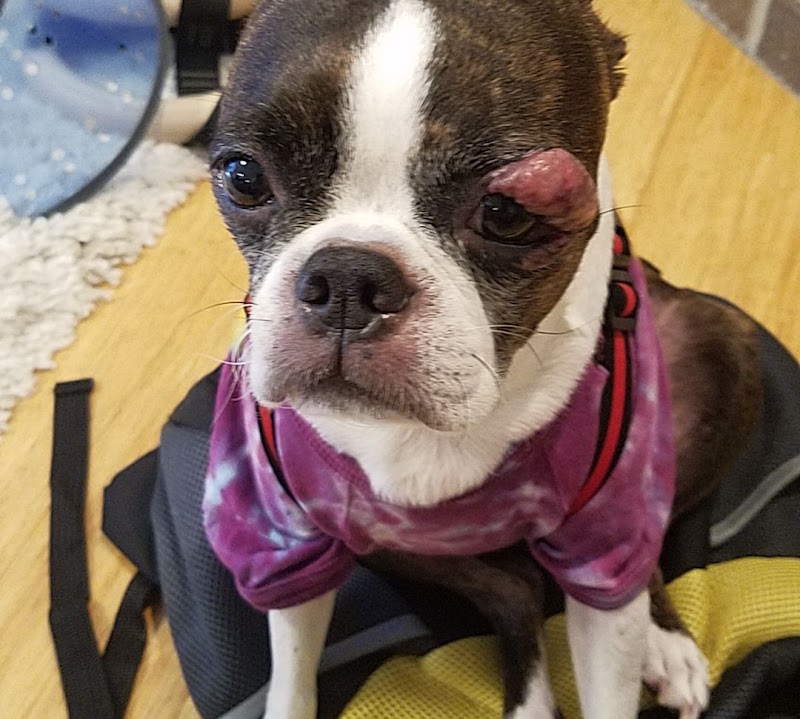 OREV, Specialty Vet Care