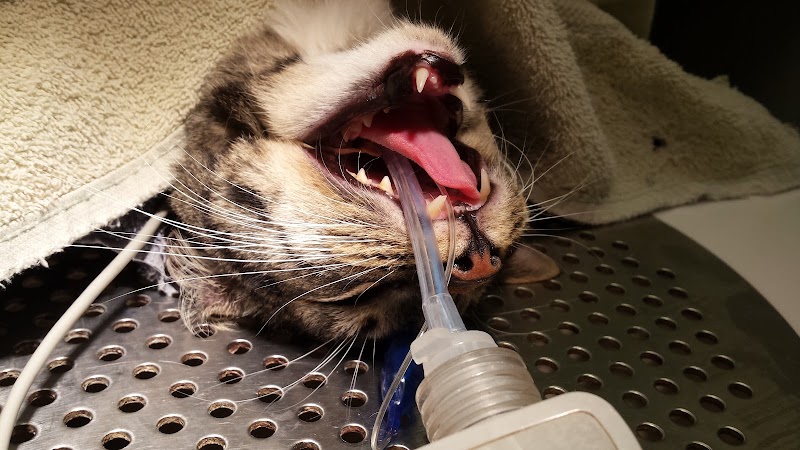 Veterinary Dental Specialties & Oral Surgery