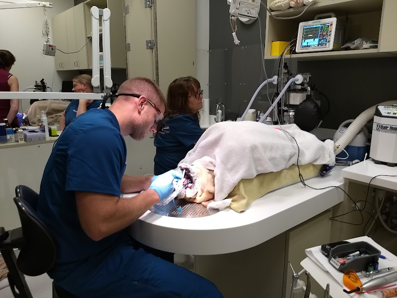 Veterinary Dental Specialties & Oral Surgery