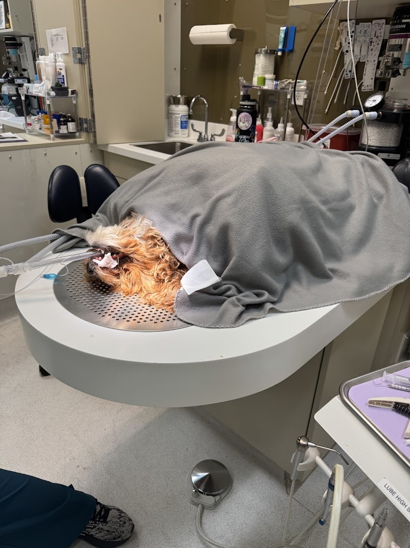 Veterinary Dental Specialties & Oral Surgery