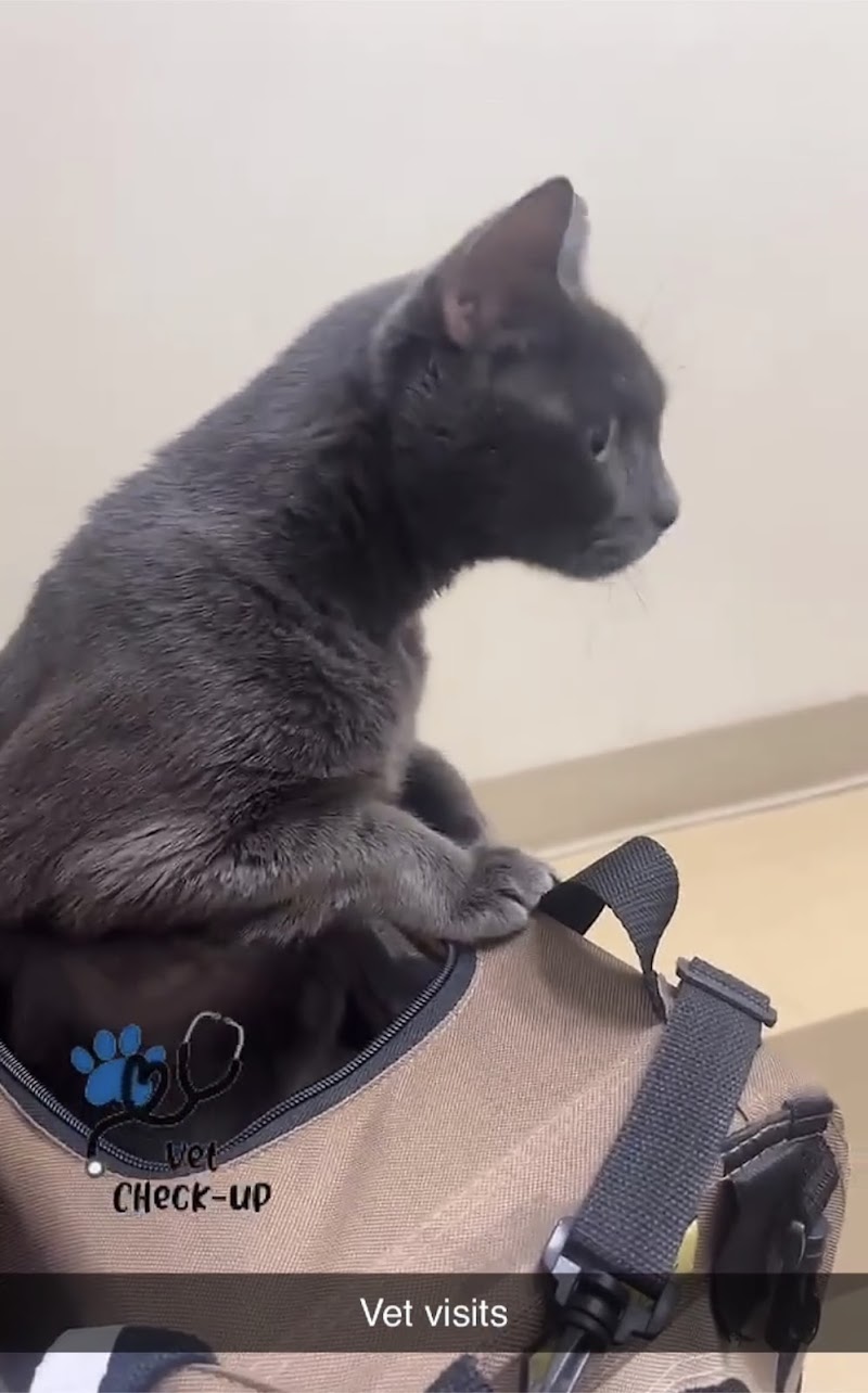 Animal Dermatology Clinic