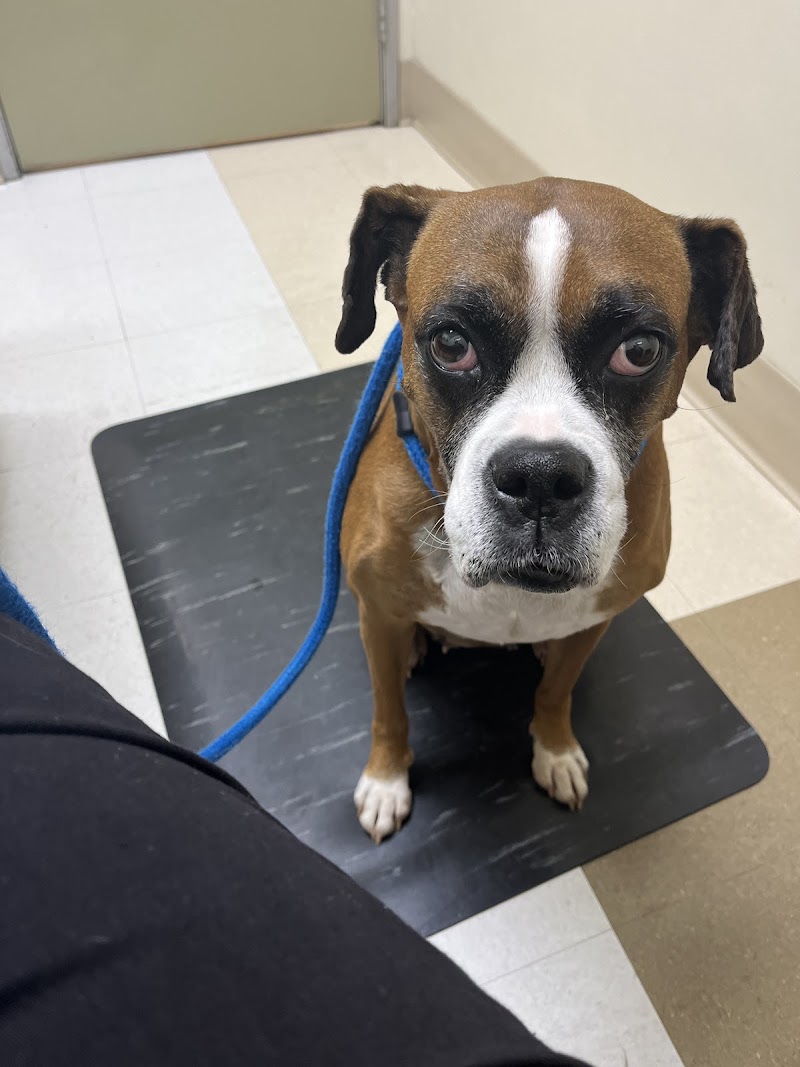 Animal Dermatology Clinic