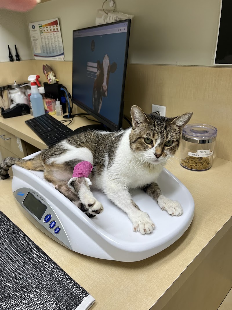 Animal Dermatology Clinic