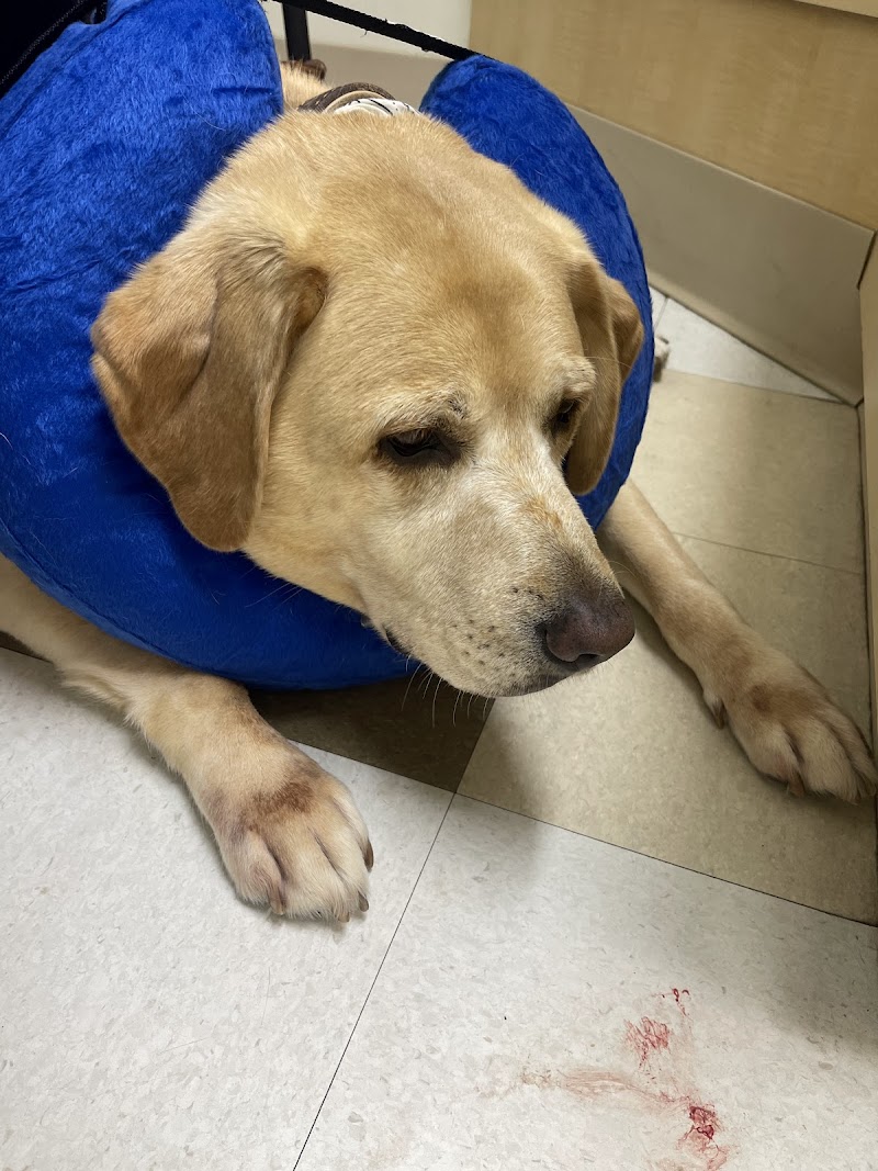 Animal Dermatology Clinic
