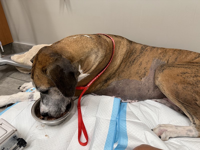 Veterinary Emergency Group
