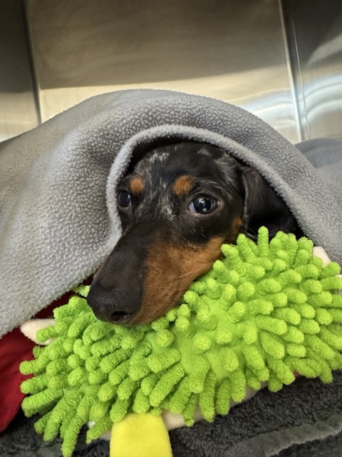Small Door Veterinary - West Village