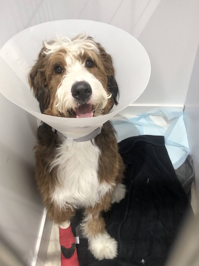 Small Door Veterinary - West Village