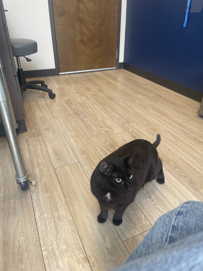 Animal Advocate Pet Hospital