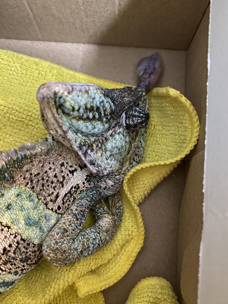 Center For Avian & Exotic Medicine