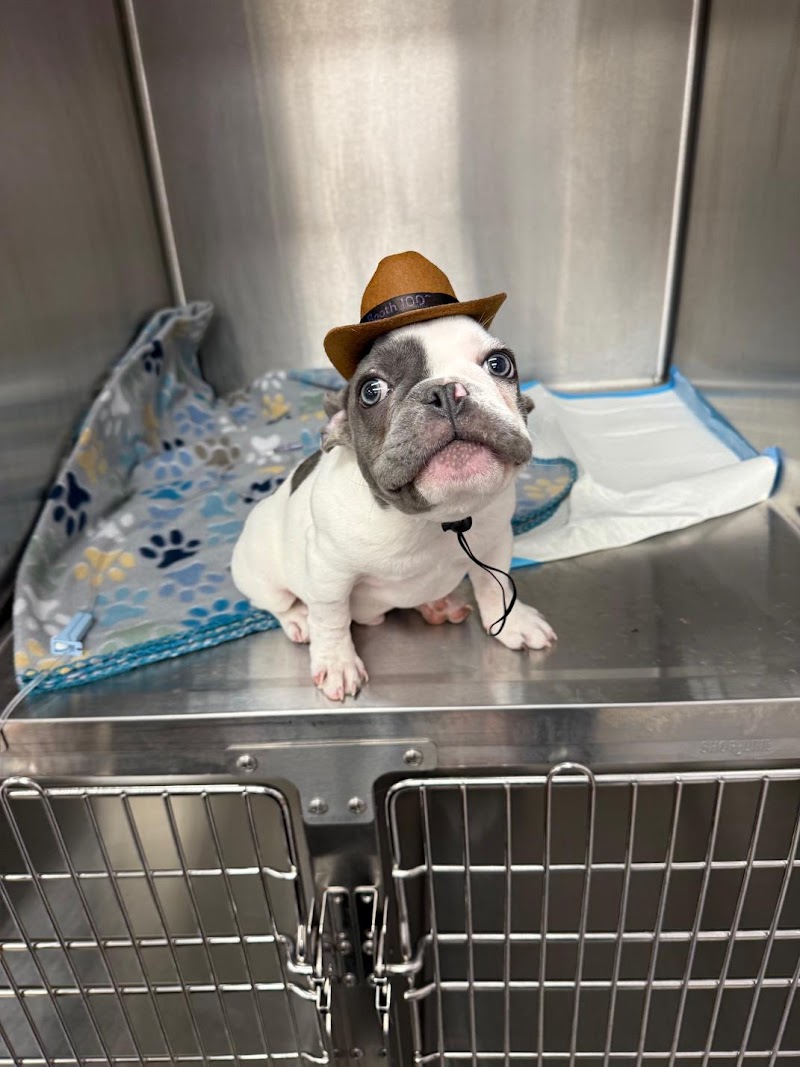 Emergency Pet Clinic of Texas