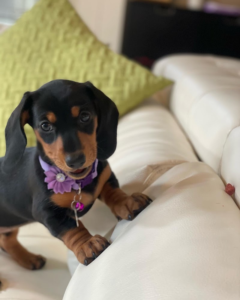 Emergency Pet Clinic of Texas