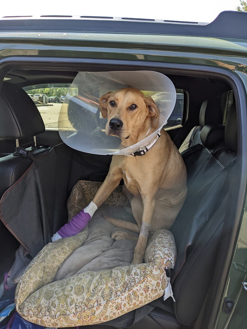 Veterinary Emergency & Surgery Hospital