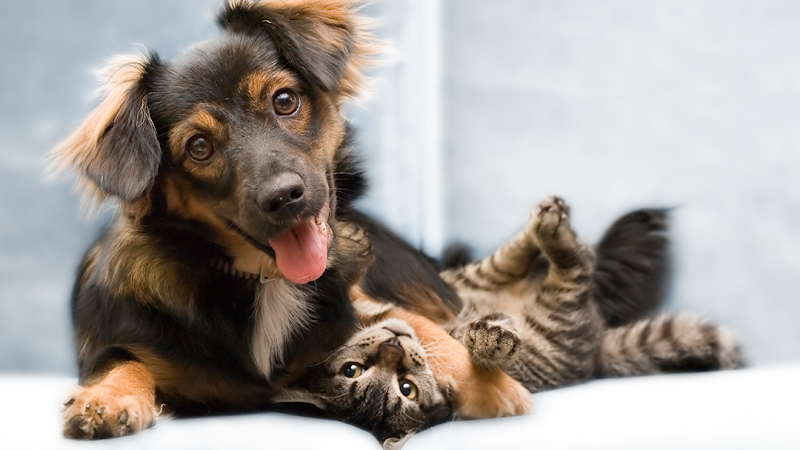 Veterinary Emergency & Surgery Hospital - Brentwood