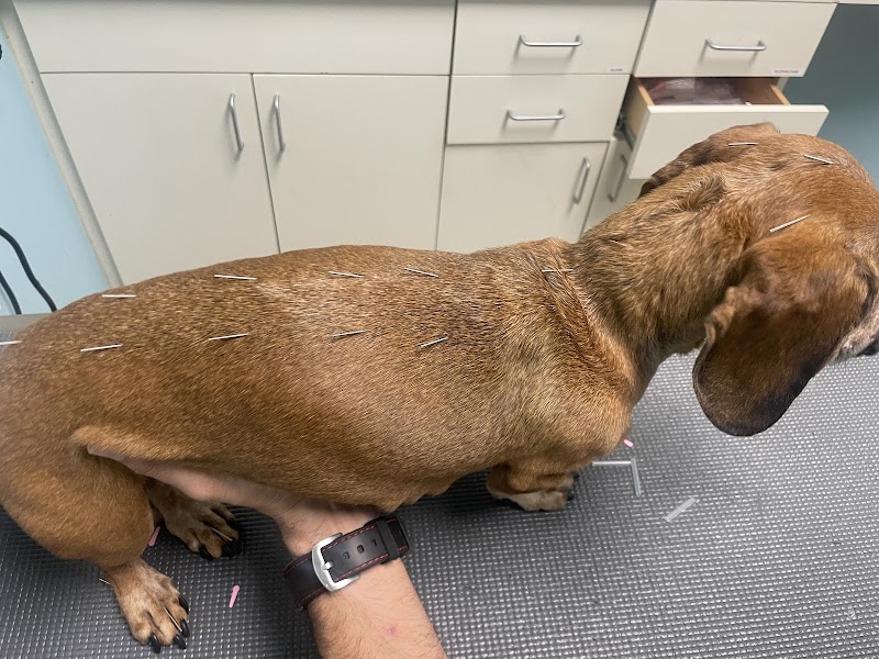 Miami Beach Animal Wellness and Specialty Center