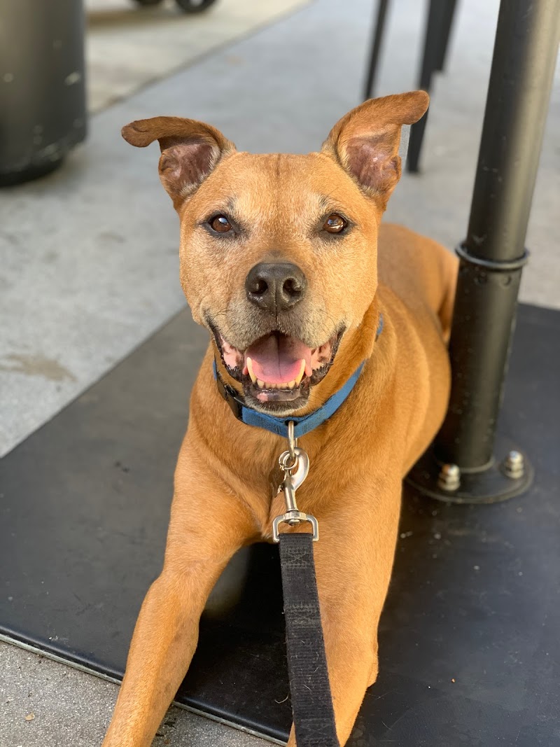 Miami Beach Animal Wellness and Specialty Center