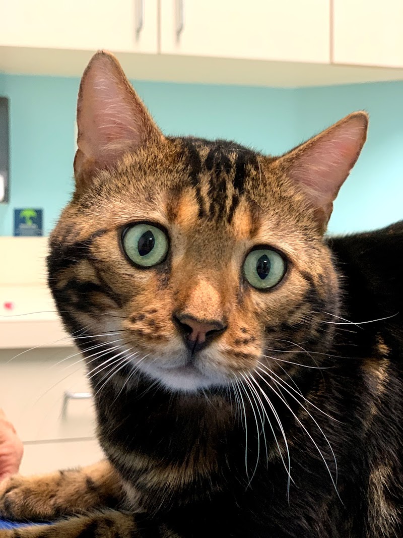 Miami Beach Animal Wellness and Specialty Center - Miami Beach