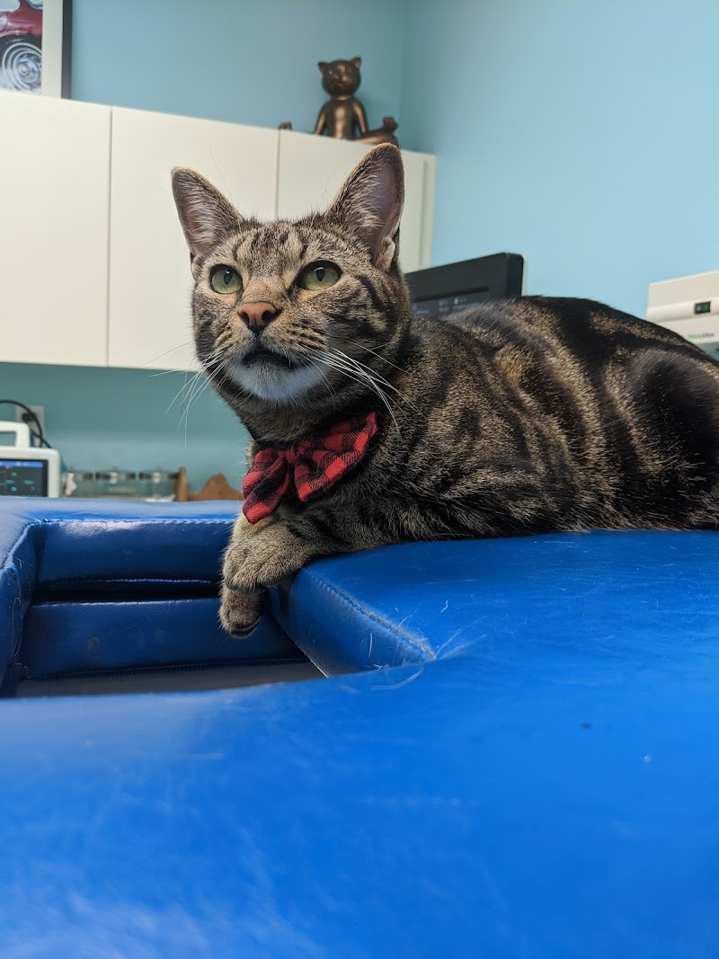 Miami Beach Animal Wellness and Specialty Center