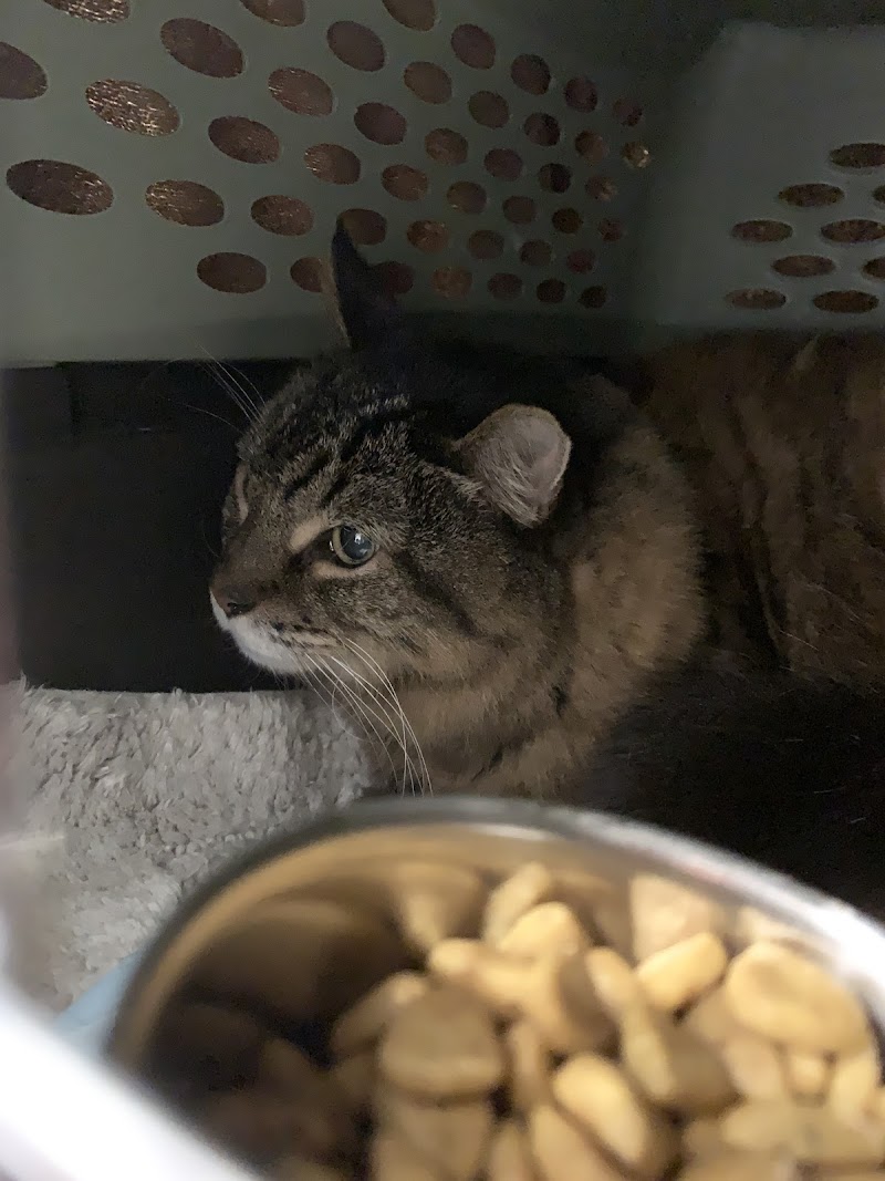 Midtown Veterinary Hospital