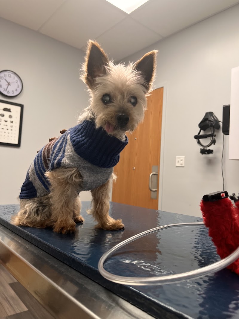 Eye Care for Animals - Chicago