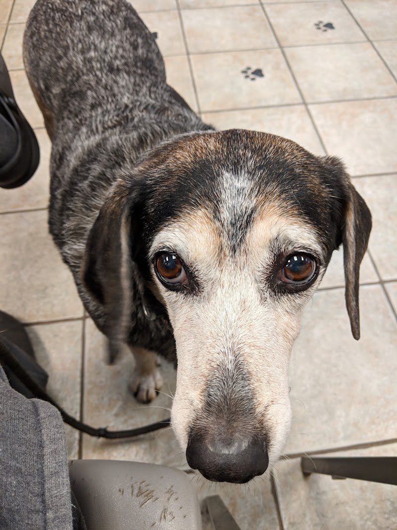 Chicago Veterinary Emergency Center and Specialty Care
